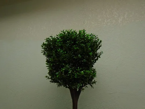 Vista 4 de Topiario de boj doble en forma de bola de 4' en maceta de plástico de dos tonos verde
