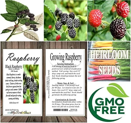 Vista 7 de MySeeds.Co - Paquete grande de semillas de supervivencia con flores de supervivencia, exóticas raras sin OMG y variedad reliquia, cantidad limitada