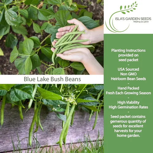 Vista 2 de Blue Lake Bush Green Bean Seeds, más de 50 semillas tradicionales por paquete, semillas sin OMG, (semillas de jardín de Isla), nombre botánico