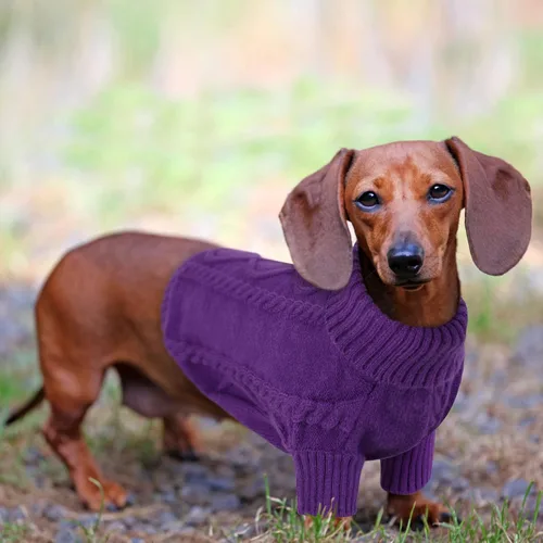 Vista 13 de Queenmore - Suéter de punto trenzado con cuello alto para perros pequeños, para climas fríos, para chihuahua, bulldog, teckel, carlino y yorkie, XS