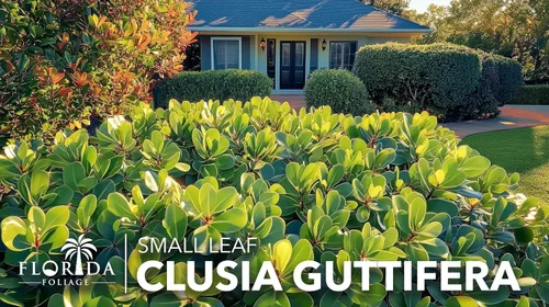 Vista 9 de Clusia Guttifera - Hoja pequeña 3 plantas vivas Clusia guttifera Plantas de cobertura de privacidad Arbusto de hoja perenne para paisajismo
