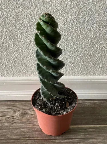 Vista 3 de Cactus espiral – Cereus forbesii 'Spiralis' – Suculenta rara retorcida – Cactus Tornado – Plantas de interior con raíces vivas (9 pulgadas)