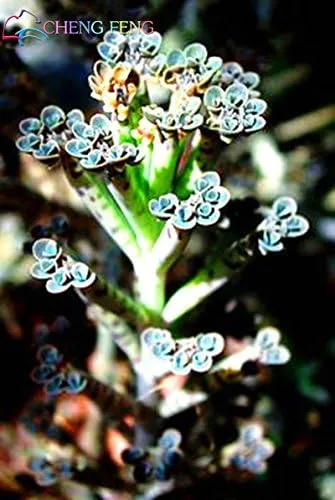 Vista 2 de Nuevas semillas frescas de planta Kalanchoe delagoensis azul 100pcs Generic
