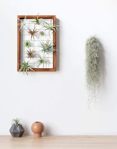 Vista 2 de Mkono Marco para Plantas de Aire Colgante Soporte para Plantas de Aire Tillandsia Colgador de Exhibición Estante de Madera Decoración de Pared