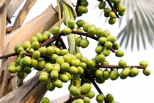 Vista 2 de Semillas de Palmetto para Plantar - 10 Semillas - Sabal Palmetto