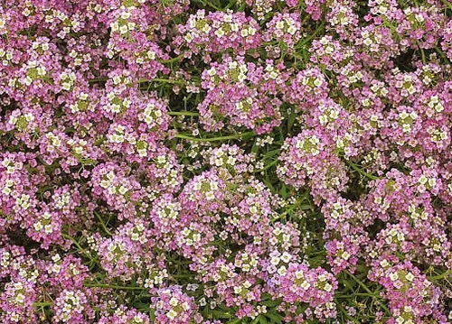 Vista 4 de 8000 Dwarf Royal Carpet Sweet Alyssum Seeds - Gran cobertura de suelo