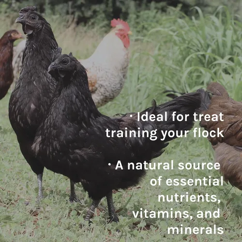 Vista 5 de New Country Organics Alimento para pollo Alimento para arañazos para aves de corral adultas Sin soja 9% de proteína Certificado orgánico