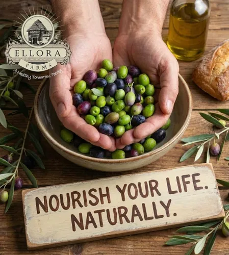 Vista 8 de Ellora Farms, Aceite de oliva virgen extra griego PDO, origen único, variedad única, aceite de oliva prensado en frío y rastreable, cosechado