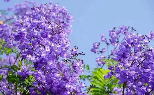 Vista 2 de 25PCS Blue Jacaranda Mimosifolia Seeds Blooming Perenne Flower Tree Seeds