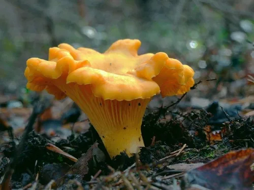 Vista 5 de Sporas Mushroom Golden Chanterelle Seeds Mycelium Spawn Hierloom Seed No OGM