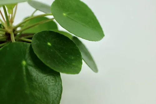 Vista 3 de Pilea peperomioides (planta china del dinero / planta Pancake / OVNI), maceta de 4 pulgadas