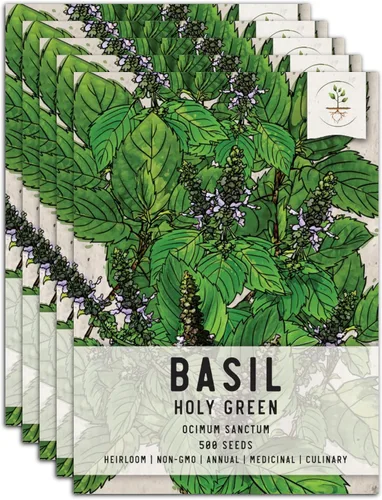 Vista 20 de Seed Needs Semillas de albahaca italiana para plantar hierbas tradicionales sin OMG, 1 paquete