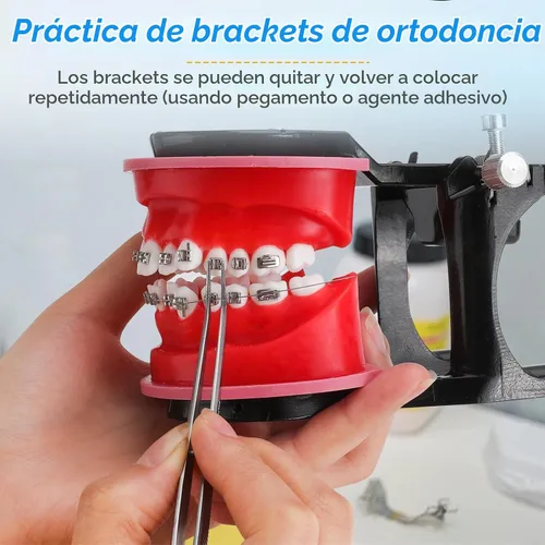 Vista 3 de Modelo de Typodonts de ortodoncia - Modelo de práctica de dientes de terraplén de cera de encías, moldes de reposicionamiento de ortodoncia