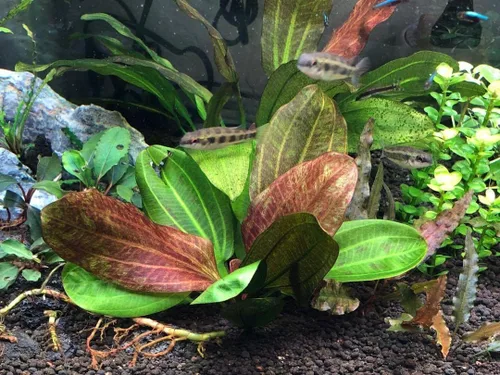 Vista 2 de Plantas de acuario vivas en maceta Plantas acuáticas de agua dulce para acuarios (Hadi Pearl)