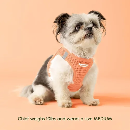 Vista 113 de Downtown Pet Supply Arnés para perro Step-in – Sin tirones, malla acolchada ajustable con ribete reflectante, correa de hebilla segura – Arnés