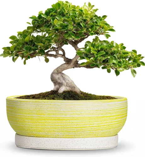 Vista 21 de Succulent Pots, 6 Inch Ceramic Bonsai Pots with Saucer, Blue