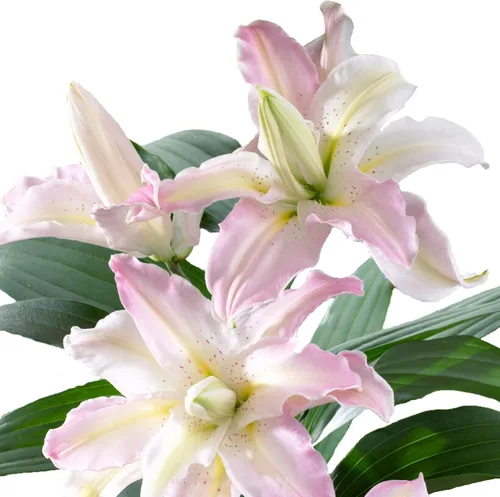 Vista 3 de Easy to Grow Lilium Oriental Lily 'Sorbonne' - Bulbos de plantas (paquete de 3) – Floración fragante rosa brillante en jardines de verano