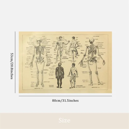 Vista 2 de Meishe Art Póster impreso anatomía humana, esqueleto, diagrama de huesos antiguos, diseño de medicina, retro, vintage, biología médica, sistema