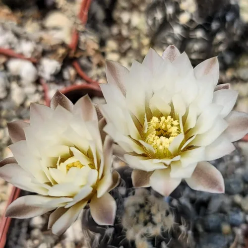 Vista 2 de Gymnocalycium ragonesii Cactus Cactus Suculenta Planta Real