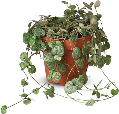 Vista 6 de Succulent Elephant Bush - Planta viva Plantas de interior en maceta de 4 Suculento Elefante Arbusto