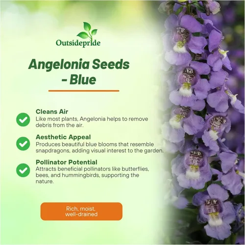 Vista 3 de Outsidepride Serena Blue Angelonia - Semillas de dragón para plantar, 15 semillas de flores perennes, aptas para polinizadores, tolerantes al calor