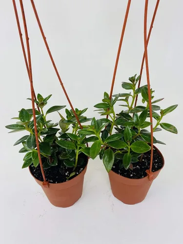 Vista 2 de * Dos plantas de peces de colores - Cesta colgante de 4 pulgadas - Florece constantemente