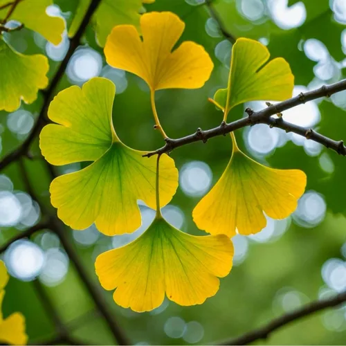 Vista 5 de 3 plántulas de Ginkgo Biloba 1 año Plantas, árbol más antiguo del mundo. Hoja dividida. Raíces envueltas