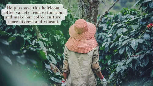 Vista 5 de Artisans Granos de café filipinos, granos Barako Gold tostado medio y oscuro, 1.1 libras por bolsa