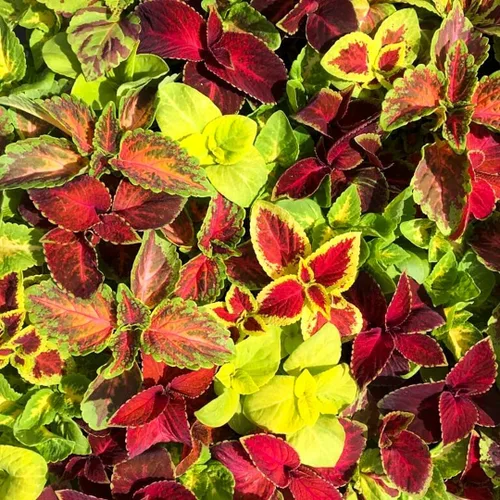 Vista 4 de Semillas Flores Coleus Variedad Mix - 100 Semillas
