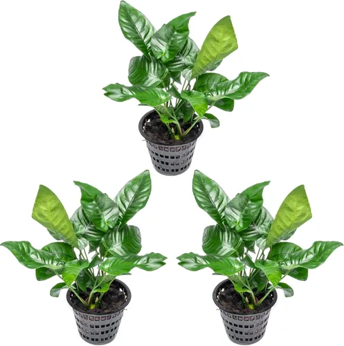 Vista 58 de SubstrateSource Plantas vivas – Anubias Hastifolia (Anubias hastifolia) – Luz baja a moderada, hojas en forma de flecha de color verde medio a