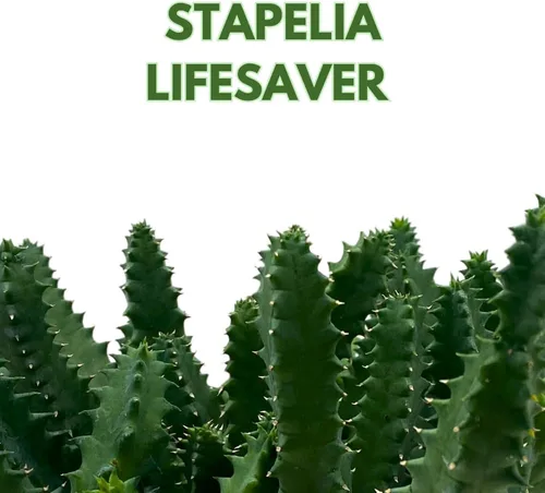 Vista 2 de BubbleBlooms Salvavidas Huernia Zebrina, Starfish Stapelia Cactus, vive en una maceta de 4 pulgadas