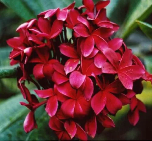 Vista 6 de 4 CORTES Hawaiian Plumeria Planta Mixta