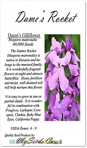 Vista 2 de Big Pack - Semillas de cohete de Dama (40,000 semillas) - Hesperis matronalis aka Queen's Gilliflower - Semillas de flores comestibles