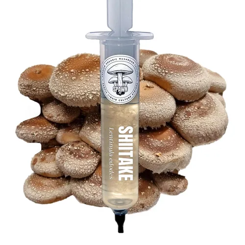 Vista 9 de Melena de León (Hericium Erinaceus) Cultivo Líquido 20mL Sustrato Micología