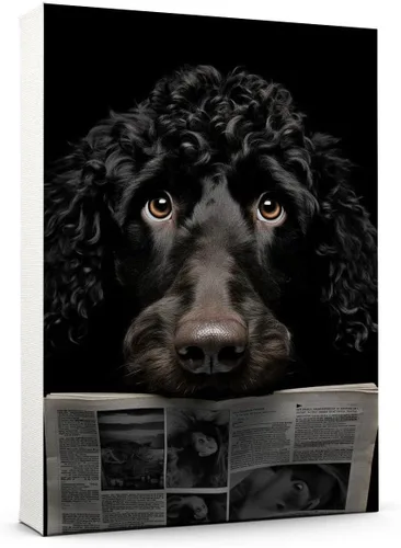Vista 147 de Thuan Affenpinscher - Póster de lienzo con tus fotos, arte de pared para decoración del hogar, regalo conmemorativo para amantes de las mascotas