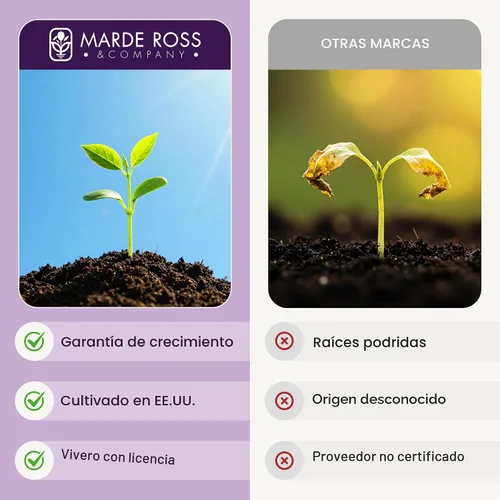 Vista 4 de Purple Grape Poppy Seeds - Amapola alta con marcas negras - 3000 semillas