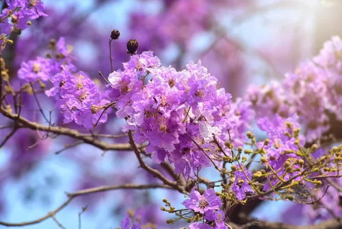 Vista 5 de 35 Lila Claro Púrpura Crepe Mirto Lagerstroemia Arbusto Floración Arbusto Semillas de árbol pequeño