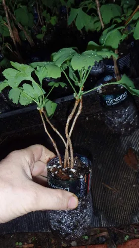 Vista 3 de 3 plántulas de Ginkgo Biloba 1 año Plantas, árbol más antiguo del mundo. Hoja dividida. Raíces envueltas
