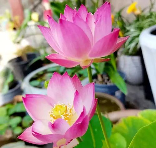 Vista 7 de 25 semillas de loto bonsái, tazón de semillas de loto, flor de lirio de agua. Mezcla acuática comestible, semillas de loto ideales para principiantes