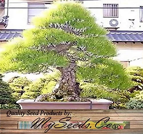 Vista 4 de Semillas para árbol de pino sin transgénicos de MySeeds.Co