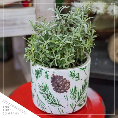 Vista 7 de Hierba aromática y comestible viva, lavanda (4 por paquete), potenciador natural del sueño, 6 pulgadas de alto por 4 pulgadas de ancho en 1 pinta