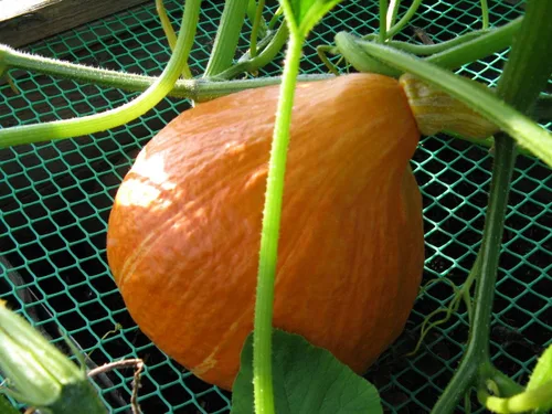 Vista 5 de Calabaza naranja dulce de forma única con unas 30 semillas de calabaza sin OMG