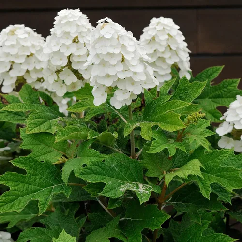 Vista 2 de CHUXAY GARDEN 50 semillas de hortensias quercifolia, hortensia de hoja de roble, hortensia de hoja de roble, llamativa planta de paisajismo que
