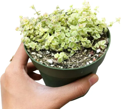 Vista 3 de Sedum Little Missy Succulent (maceta minimalista de 4 pulgadas) - Suculenta abigarrada viva y saludable