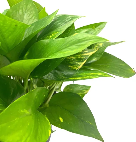 Vista 4 de BubbleBlooms Pothos dorados, Pothos abigarrados de 6 pulgadas, Epipremnum aureum, Hiedra del Diablo