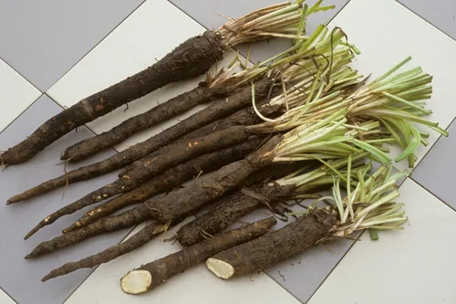 Vista 7 de Semillas Raíz Negra Salsify Scorzonera Medicinal Heirloom Vegetal No GMO