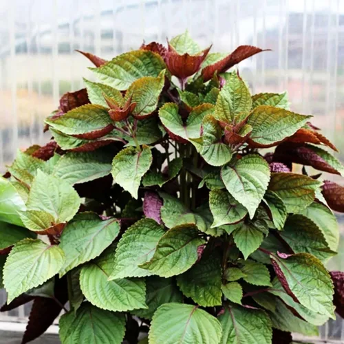 Vista 2 de 200 semillas Shiso para plantar perilla roja, semillas de hierbas tradicionales sin OMG para plantar un jardín culinario interior/exterior
