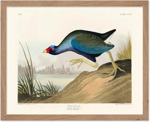 Vista 86 de Poster Master Póster vintage de James Audubon – Impresión retro de amargo americano – Arte de aves de América – Regalo para hombres, mujeres