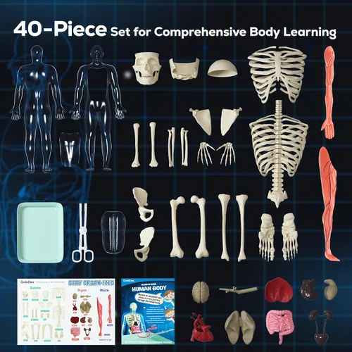 Vista 5 de GobiDex Kits de Modelo de Esqueleto Humano, 40 Piezas de Figura Anatómica, Kit de Ciencia Interactivo de Huesos que Brillan en la Oscuridad