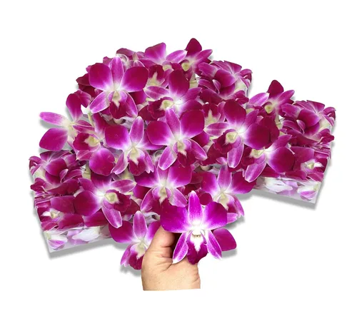 Vista 11 de Miami Fresh Orchid Flower OrchidClub USA Sunne Tropical Cabeza de floración suelta DIY Lei comida bebida decoración púrpura (Queen Purple Sonia 50)